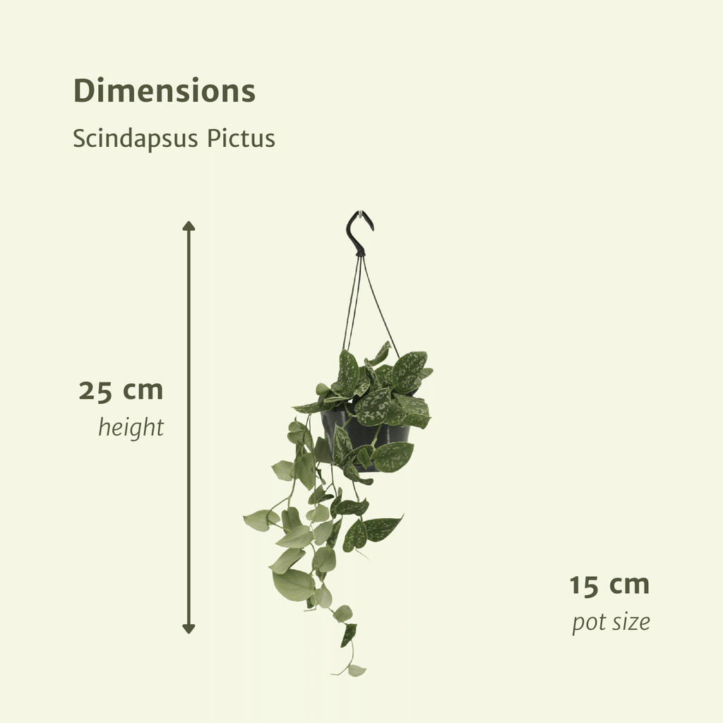 2× Scindapsus pictus (Epipremnum) – Ø15 cm, 20 cm høj