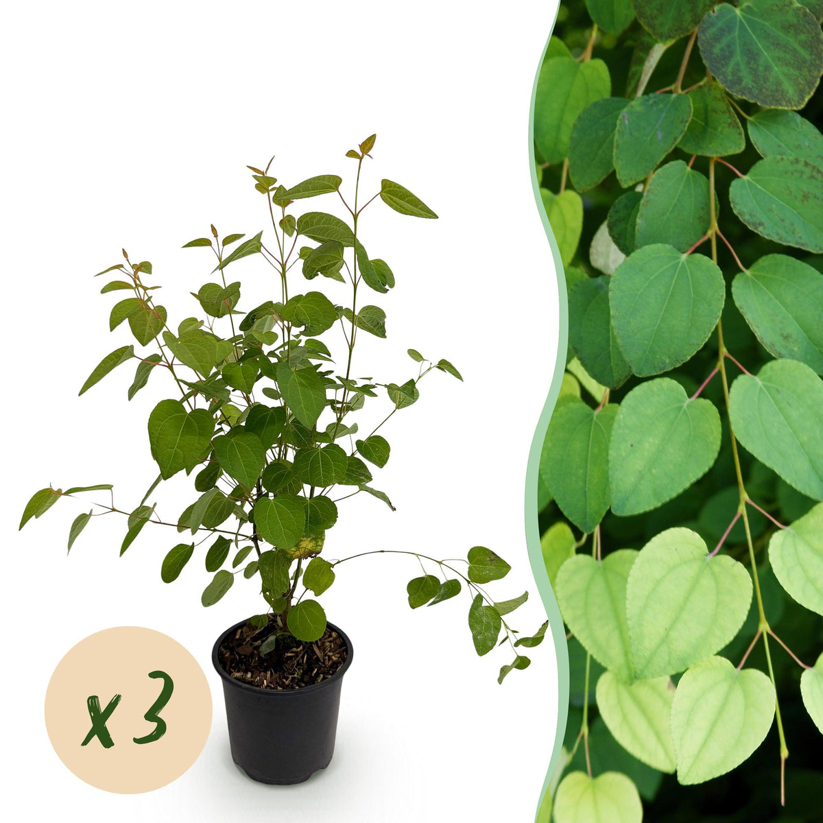 Cercidiphyllum japonicum (katsuraboom) – 3 planten, Ø12 cm, 35 cm hoog