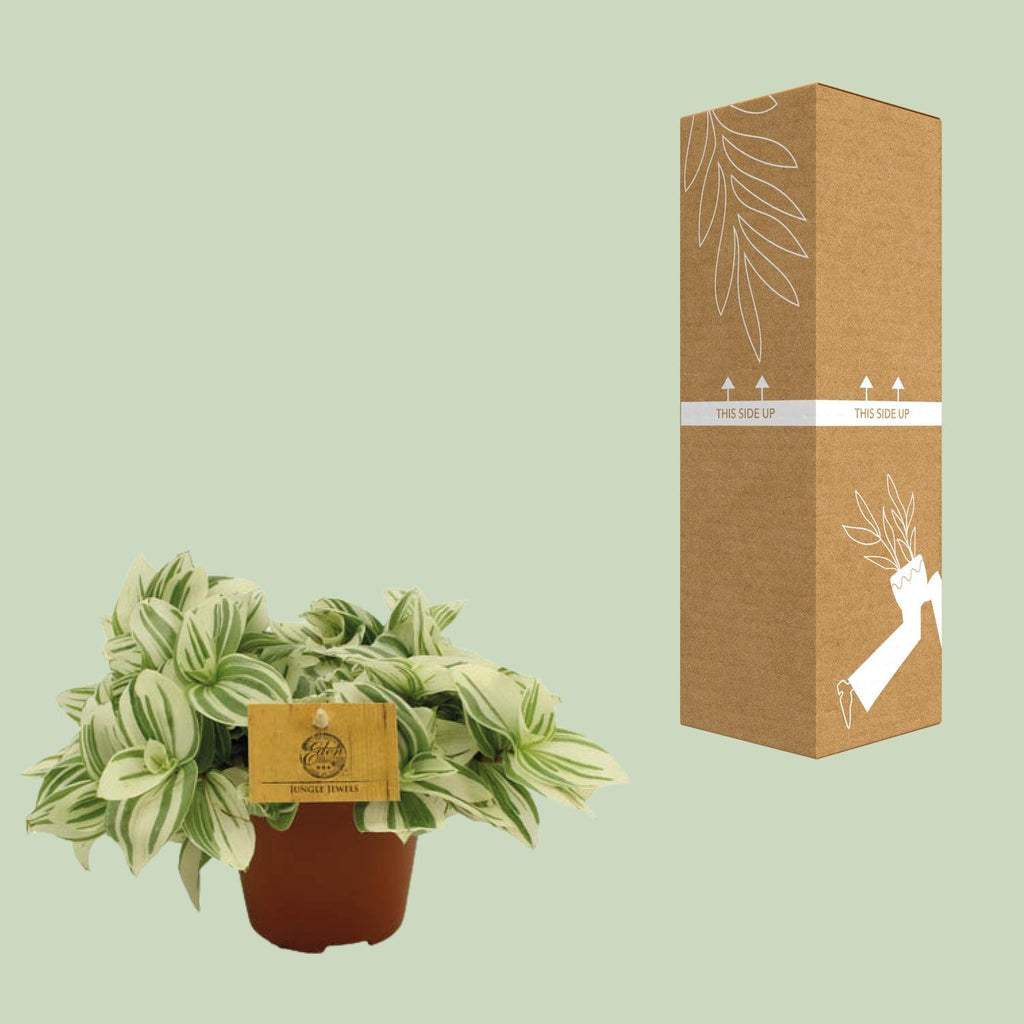 Tradescantia Brightness – Ø12 cm, 20 cm høj