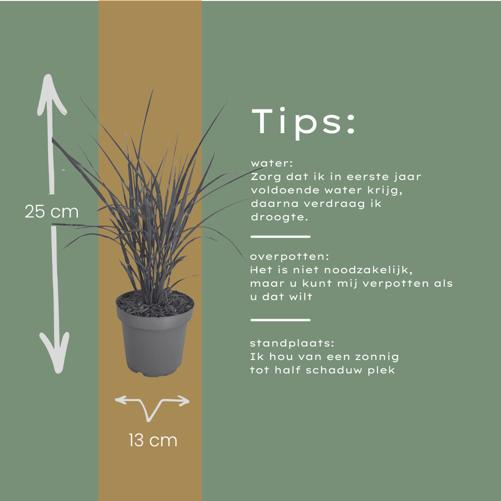 Miscanthus sinensis 'Zebrinus' (miscanthus à rayures) – 6 plants, Ø12 cm – photo 10