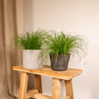 2× Kattegræs (Cyperus) – Ø12 cm, 20 cm høj