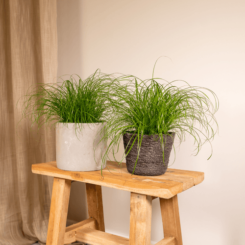 2× Katzenklee (Cyperus) – Ø12 cm, 20 cm hoch