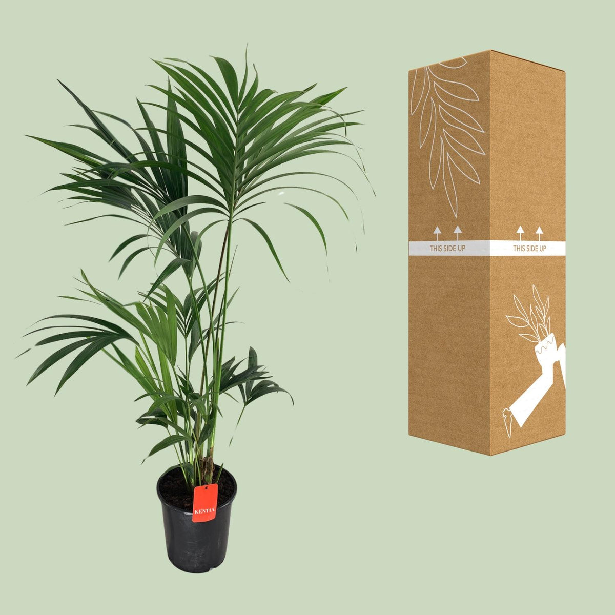 Howea forsteriana (Kentia-Palme) – Ø 24 cm, 130 cm hoch