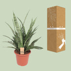 Sansevieria Diamond Green (Bogenhanf) – Ø 25 cm, 80 cm hoch