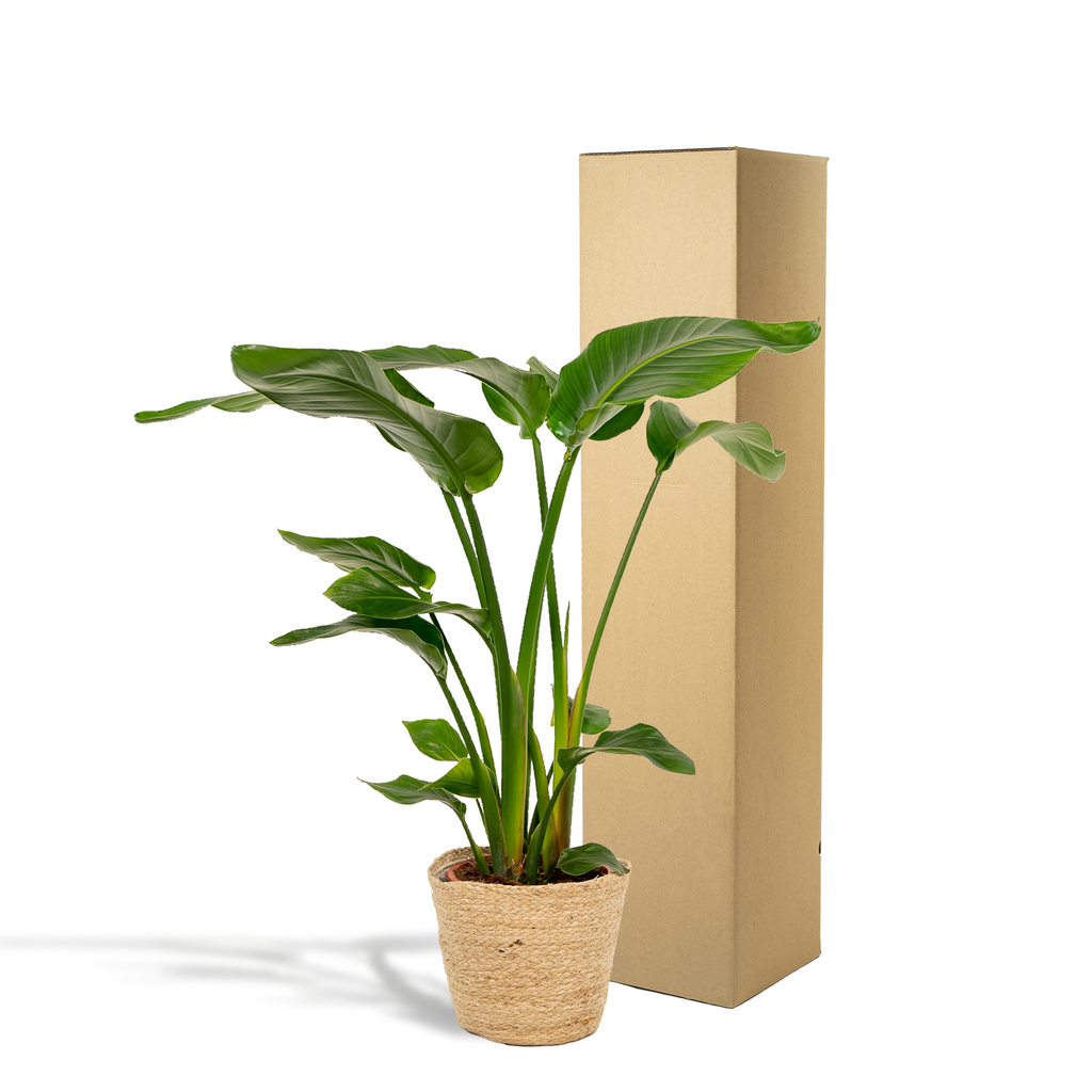 Strelitzia nicolai (oiseau de paradis blanc) avec panier selin – Ø19 cm, 90 cm de haut – photo 5