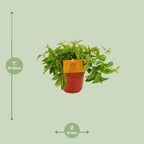 Peperomia Ang. Rocca Vivace – Ø11 cm, 15 cm høj