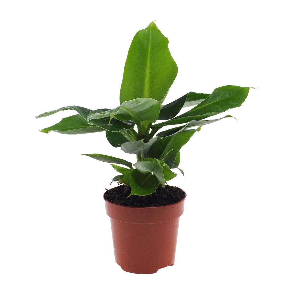 Musa Oriental Dwarf (banana plant) – Ø12 cm, 25 cm high