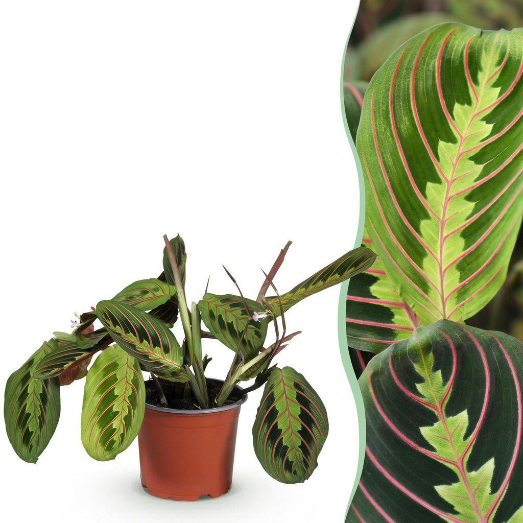 Maranta Fascinator Tricolour (Gebetsstaude) – Ø 12 cm, 25 cm hoch