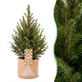 2× Picea glauca Conica (julegran) i jute sæk – Ø17 cm, 65 cm høj
