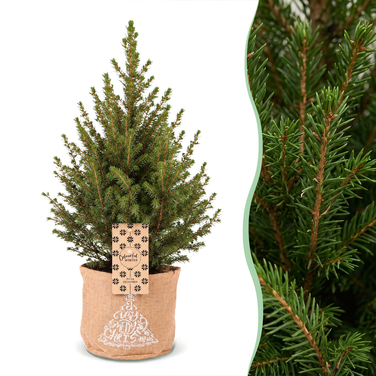 2× Picea glauca Conica (julegran) i jute sæk – Ø17 cm, 65 cm høj