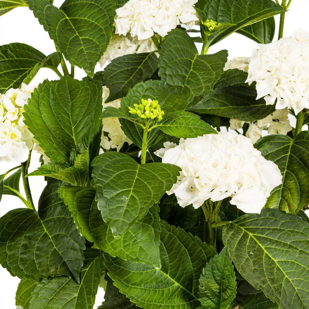 Hydrangea macrophylla 'White' (Hortensie) – Ø 24 cm, 70–80 cm hoch – Bild 3