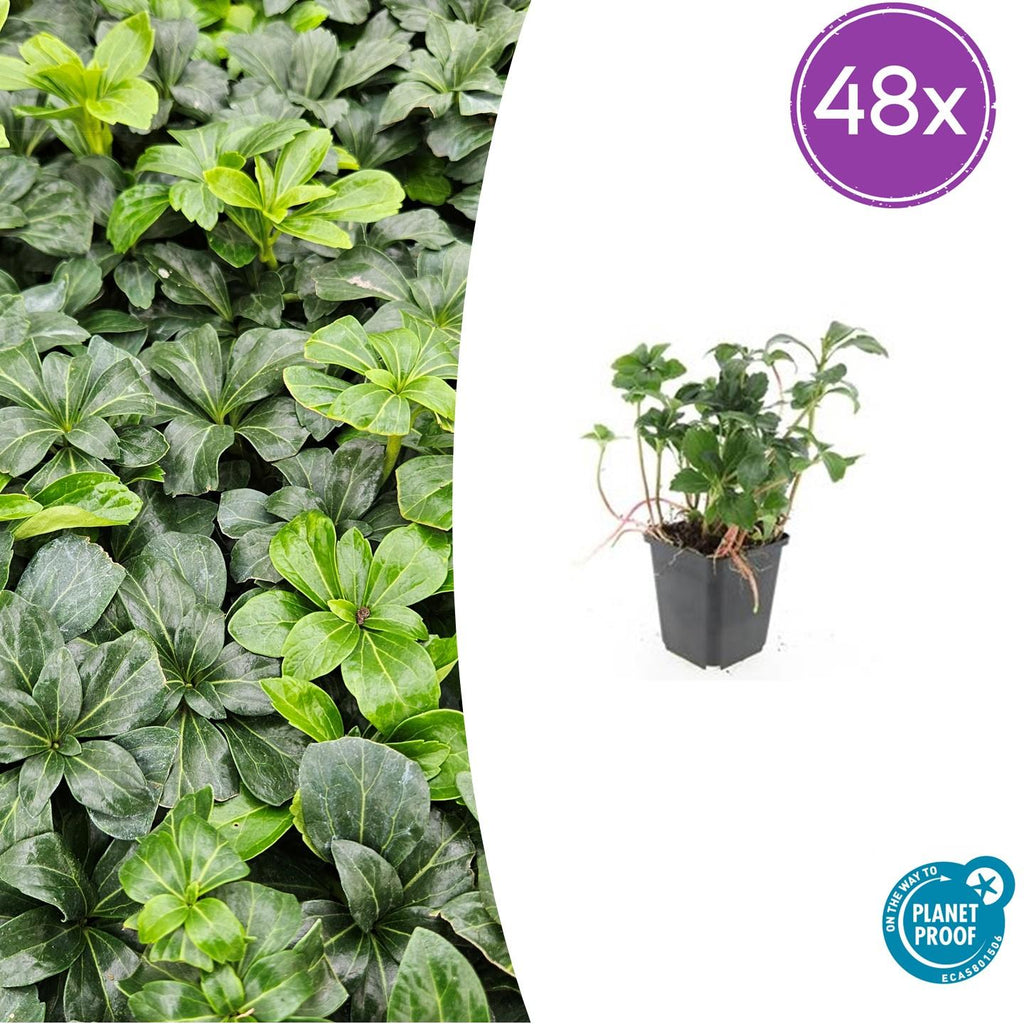 Pachysandra term. 'Green Sheen' (shade plant) – 48 plants, Ø9 cm, 10–25 cm high – photo 2