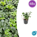Pachysandra term. 'Green Sheen' (shade plant) – 48 plants, Ø9 cm, 10–25 cm high