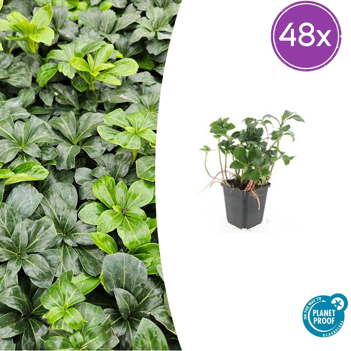 Pachysandra term. 'Green Sheen' (shade plant) – 48 plants, Ø9 cm, 10–25 cm high – photo 2