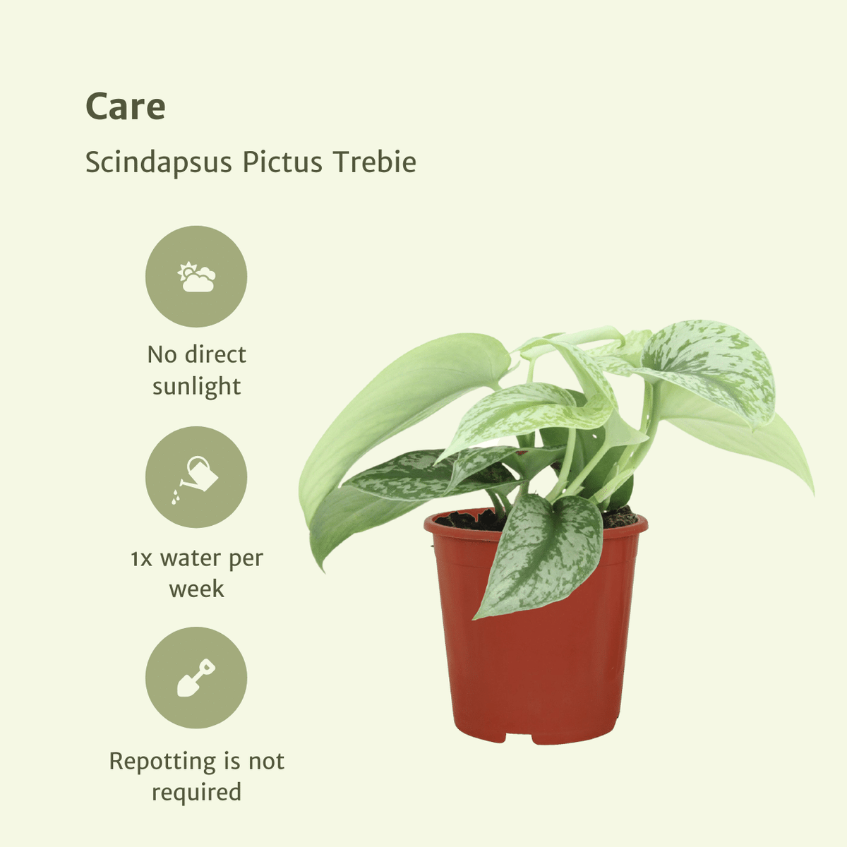 2× Scindapsus pictus Trebie (Epipremnum) – Ø12 cm, 15 cm de haut