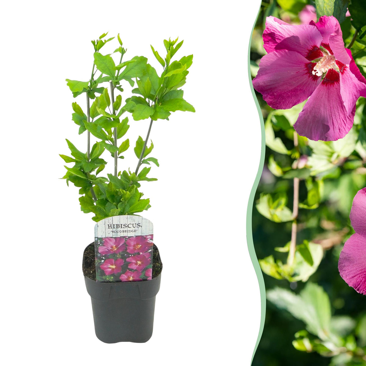 Hibiscus syriacus 'Woodbridge' (tuinhibiscus) – roze – Ø17 cm, 45 cm hoog