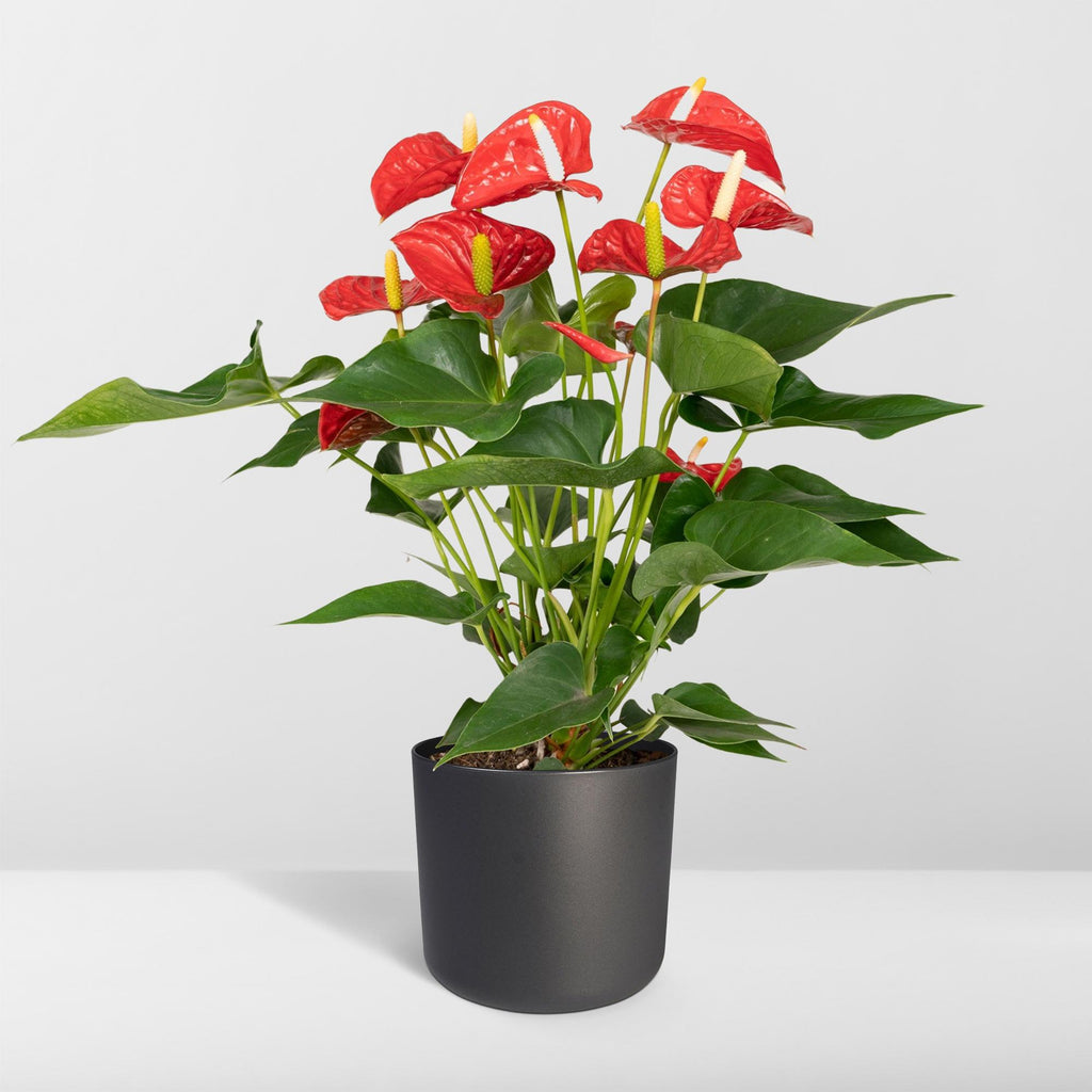 Anthurium Red (flamingoplant) – Ø17 cm, 55 cm hoog