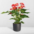 Anthurium Red (flamingoplant) – Ø17 cm, 55 cm hoog