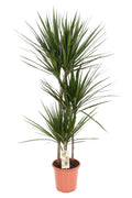 Dracaena marginata (arbre dragonnier) – Ø21 cm, 120 cm de haut