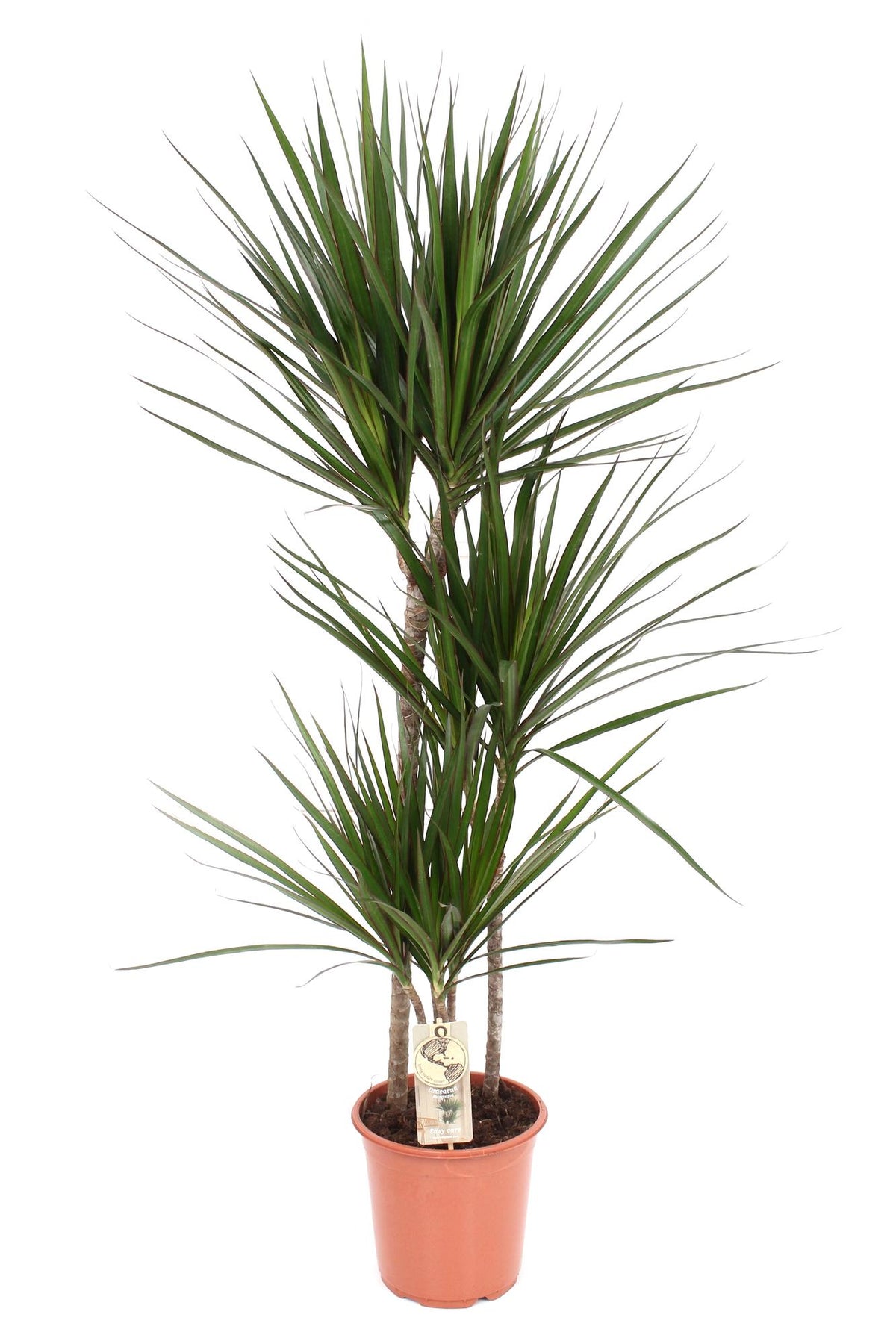Dracaena marginata (Drachenbaum) – Ø 21 cm, 120 cm hoch