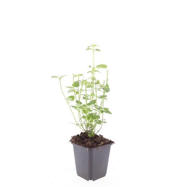 Agastache 'Black Adder' (hyssop) – 6 plants, Ø9 cm, 10–25 cm tall