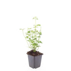 Agastache 'Black Adder' (hyssop) – 6 plants, Ø9 cm, 10–25 cm tall