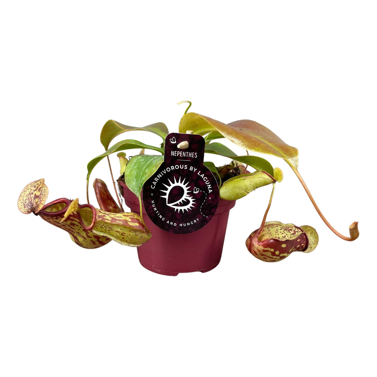 Nepenthes Gaya (Kannenpflanze) – Ø 12 cm, 17 cm hoch