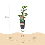 Actinidia arguta 'Issai' (kiwi) – 2 plants, Ø15 cm, 50 cm de haut