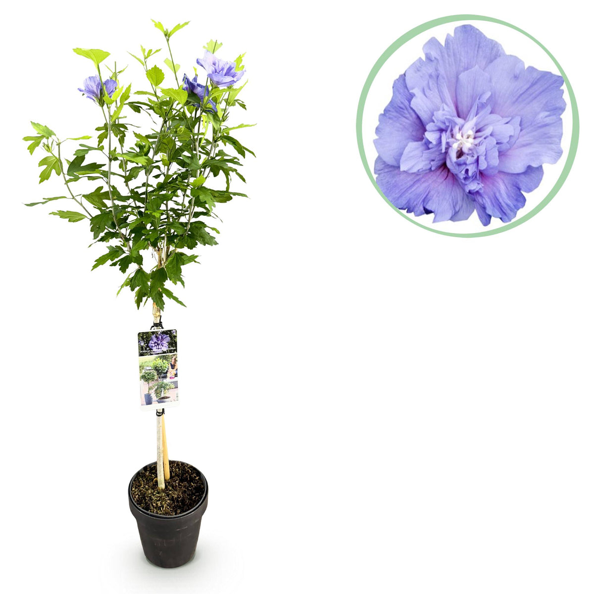 Hibiscus syriacus 'Blue Chiffon' (tuinhibiscus) op stam – Ø19 cm, 90 cm hoog