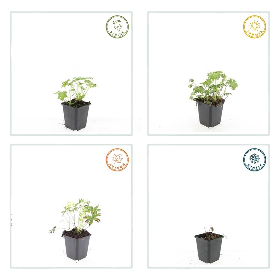 Geranium sanguineum 'Album' (cranesbill) – 48 plants, Ø9 cm, 10–25 cm high – photo 5