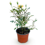 Rosa 'Tricolor Fairy' (Rose) – rosa-gelb – Ø12 cm, 20–25 cm hoch