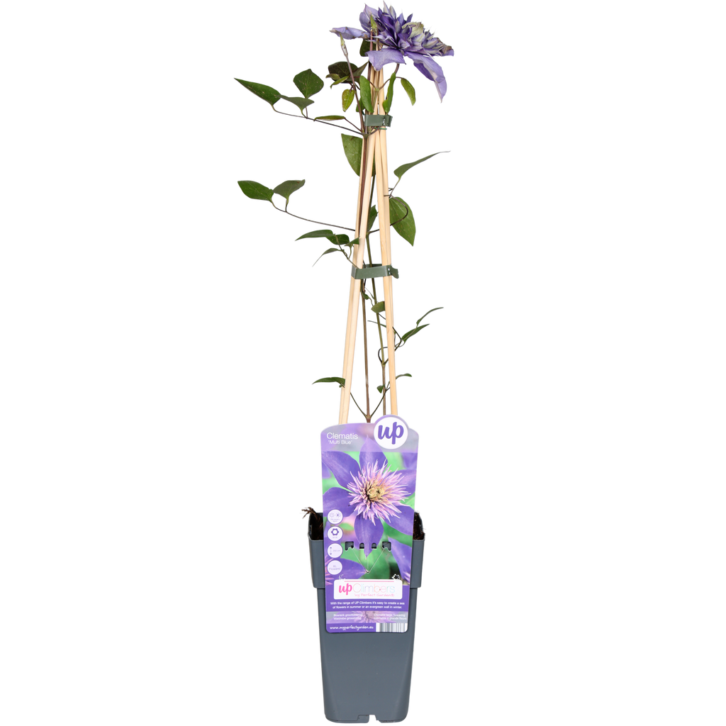 Clematis 'Multi Blue' (clematis) – Ø15 cm, 65 cm high