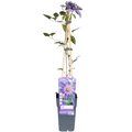 Clematis 'Multi Blue' (clematis) – Ø15 cm, 65 cm high