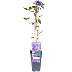 Clematis 'Multi Blue' (clematis) – Ø15 cm, 65 cm high