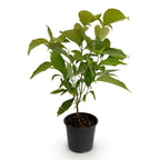 Cornus mas (kandis) – gul – Ø12 cm, 35 cm høj