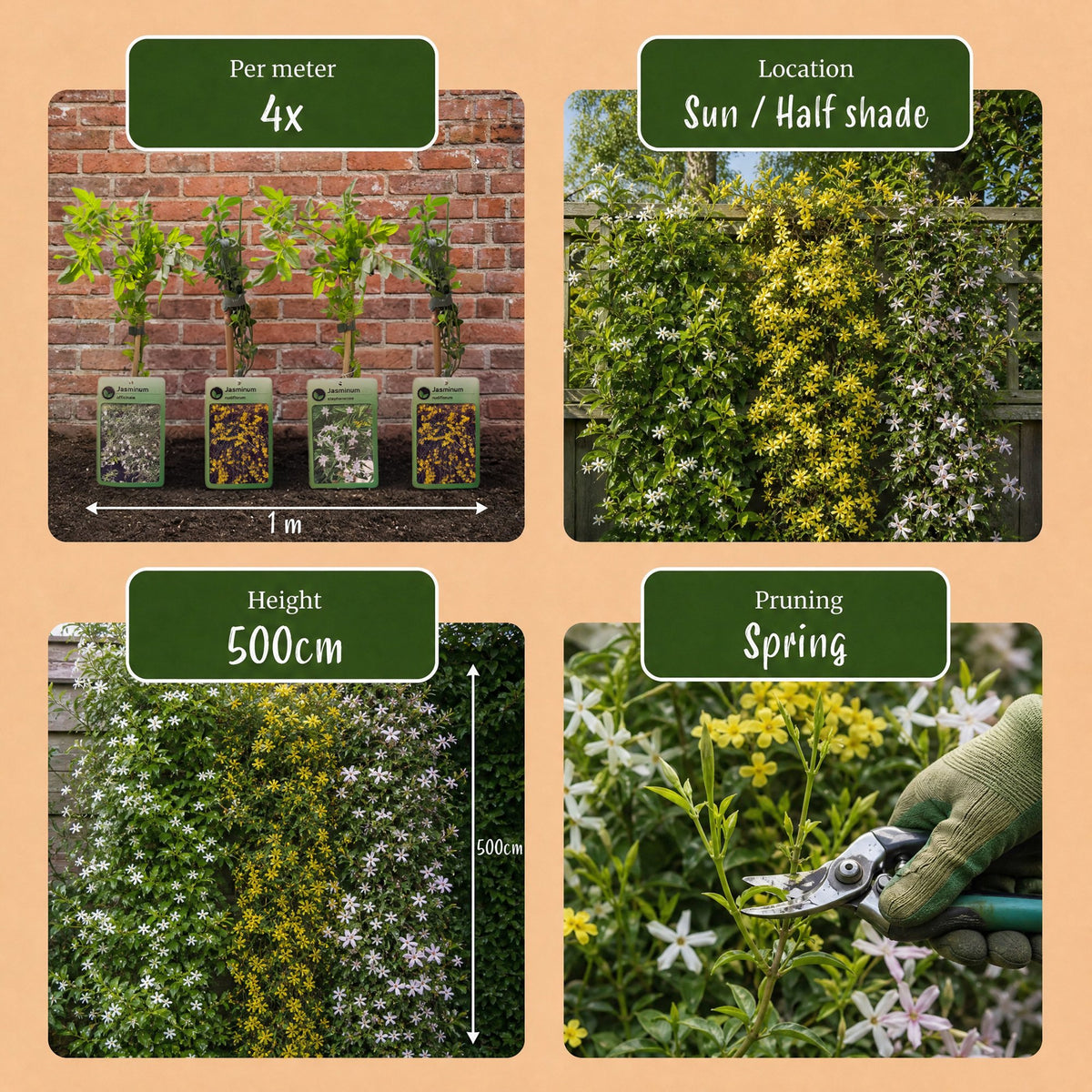 Jasminum 'Tricolour' (jasmin tricolore) – jaune-blanc-rose – 3 plantes, Ø9 cm, 35 cm de haut – photo 7