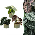 3× Baby Alocasia Tricolour (olifantsoor) incl. Linnea Olive – Ø6 cm, 12 cm hoog