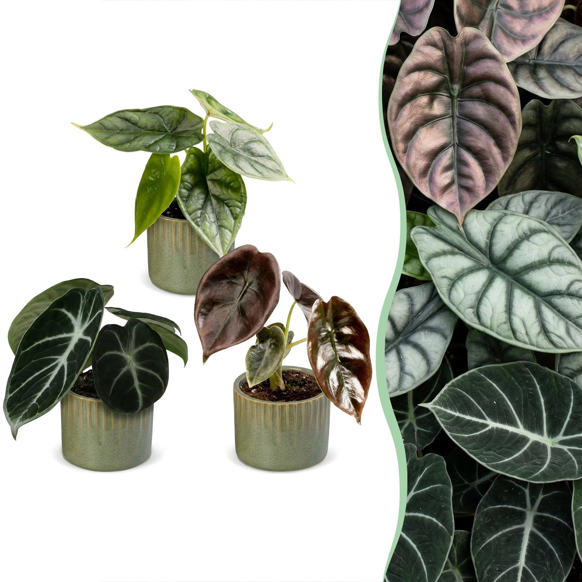 3× Baby Alocasia Tricolour (oreille d’éléphant) incl. Linnea Olive – Ø6 cm, 12 cm de haut