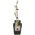 Vitis vinifera 'Johanniter' (weiße Traube) – Ø13 cm, 45 cm hoch