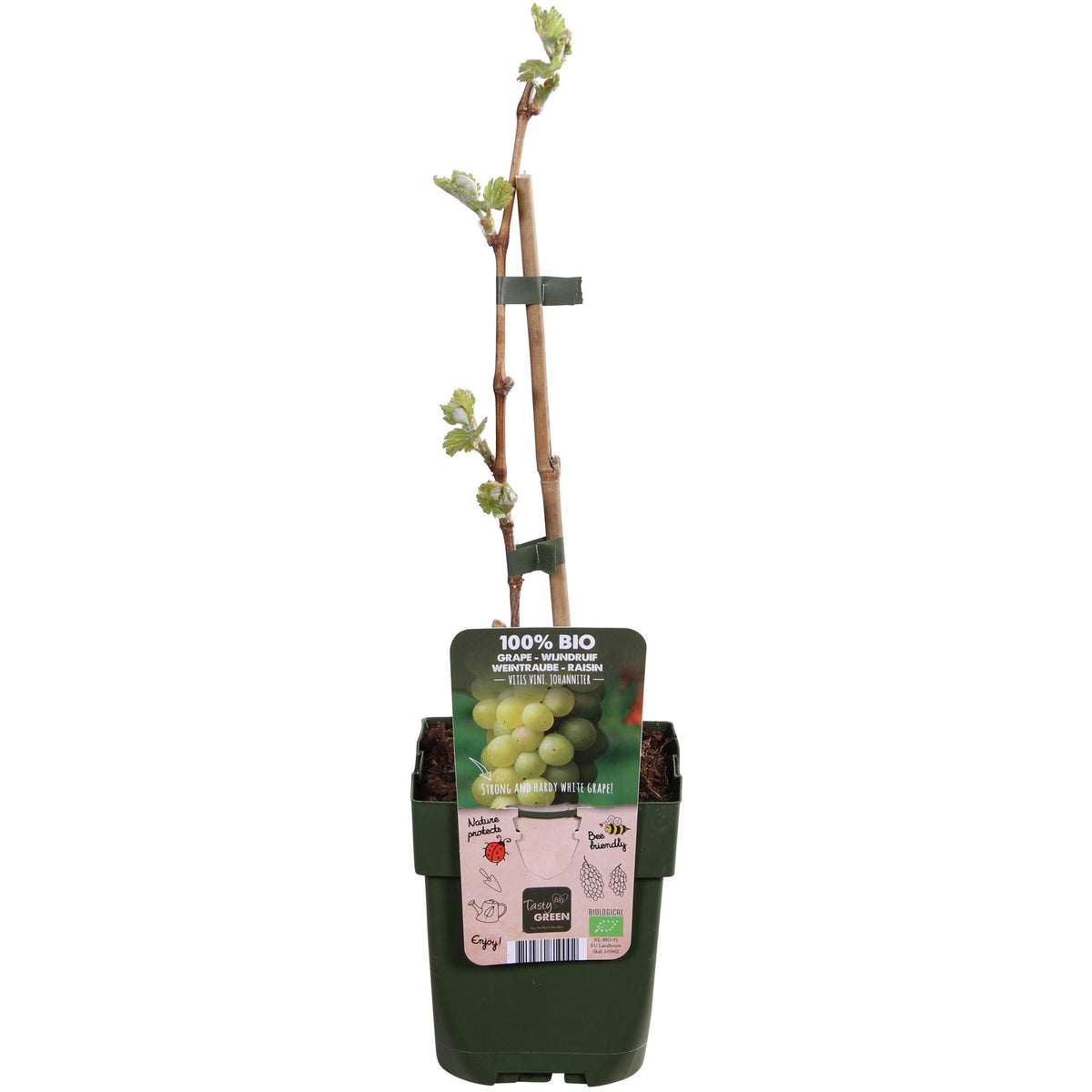 Vitis vinifera 'Johanniter' (weiße Traube) – Ø13 cm, 45 cm hoch