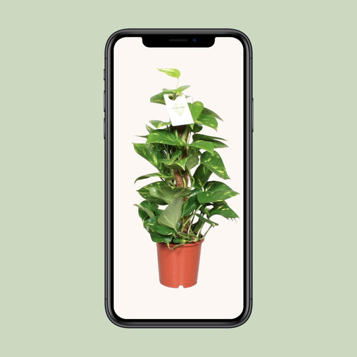 Epipremnum aureum (scindapsus) – Ø15 cm, 60 cm høj