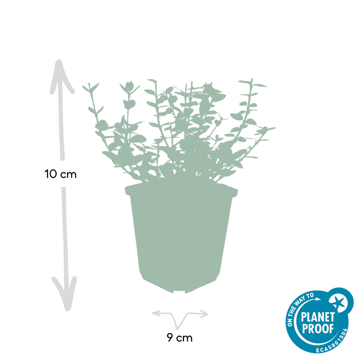 Euonymus fort. 'Emerald Gaiety' (spindle bush) – 12 plants, Ø9 cm, 10–25 cm high – photo 3