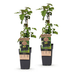 Rubus fruticosus 'Black Satin' (brombæreplante) – 2 planter, Ø15 cm, 50 cm høje