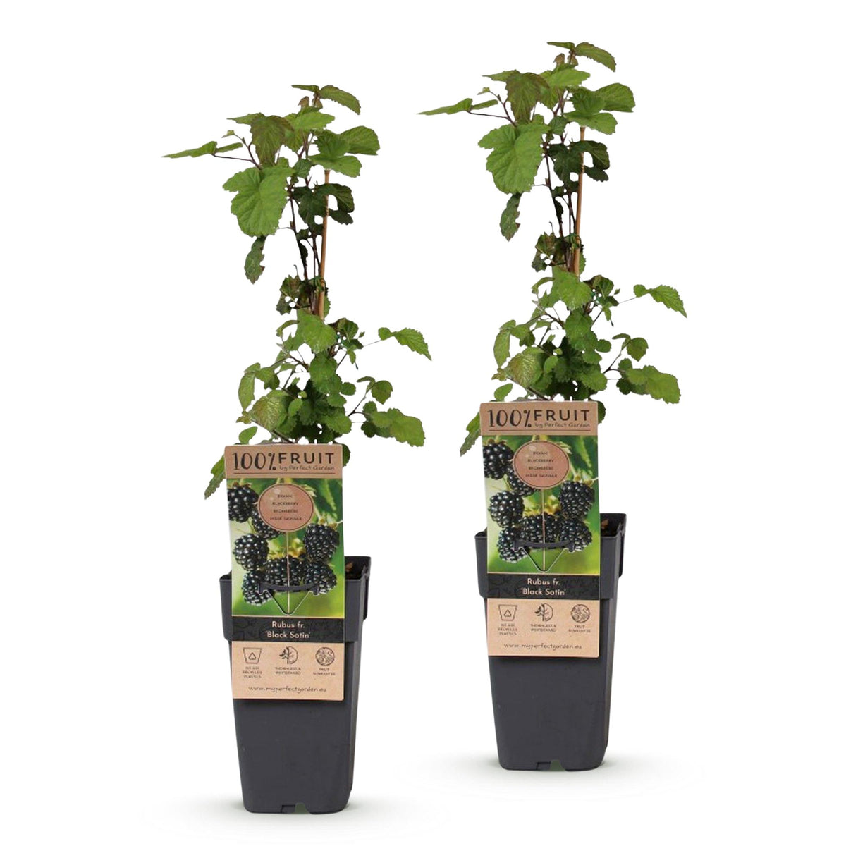 Rubus fruticosus 'Black Satin' (bramenplant) – 2 planten, Ø15 cm, 50 cm hoog – foto 2