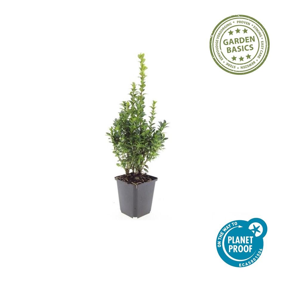 Buxus sempervirens – 24 Pflanzen, Ø 9 cm, 10–25 cm hoch