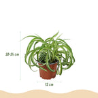 2× Chlorophytum comosum Bonnie (Grünlilie) im weißen Übertopf – Ø 12 cm, 20 cm hoch