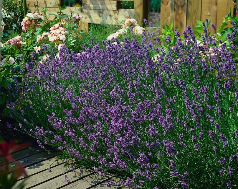 Lavandula angustifolia 'Munstead' (lavendel) – 6 planten, Ø9 cm, 10–25 cm hoog