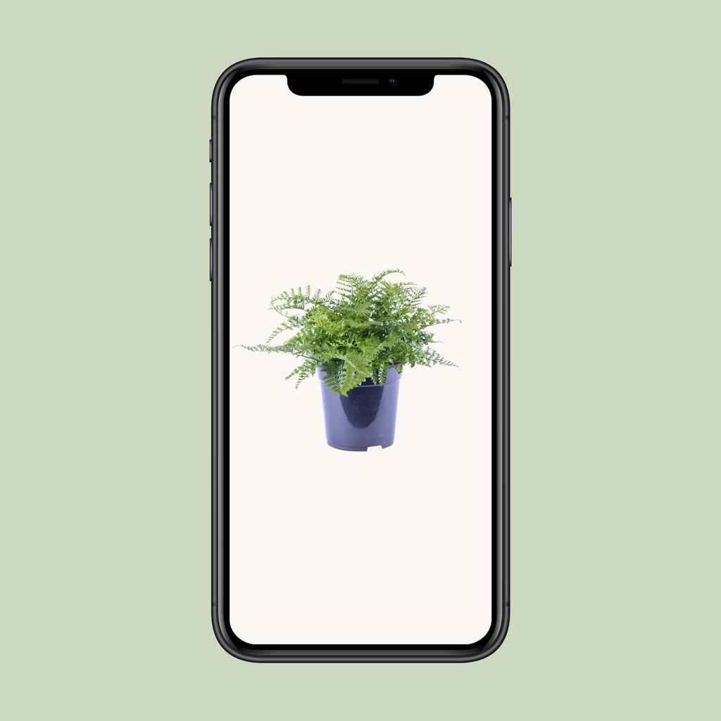 Asplenium Parvati (Vogelnestfarn) – Ø 21 cm, 40 cm hoch