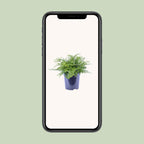 Asplenium Parvati (Vogelnestfarn) – Ø 21 cm, 40 cm hoch