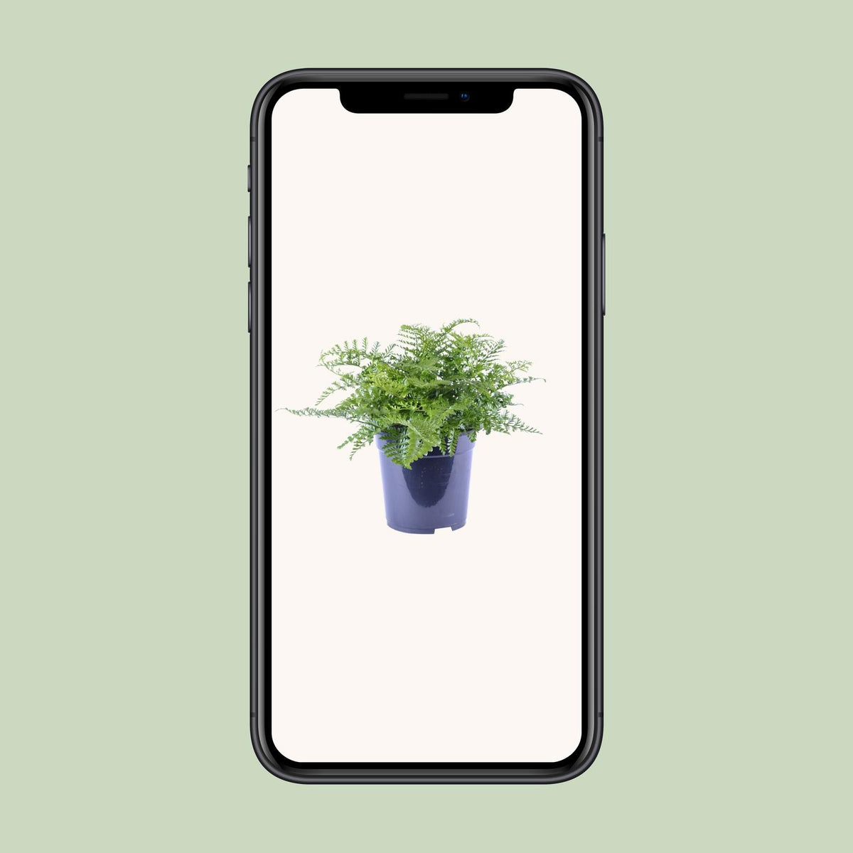 Asplenium Parvati (Vogelnestfarn) – Ø 21 cm, 40 cm hoch